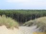 Dunes et forêt à Lacanau Océan